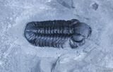 Prone New York Eldredgeops Trilobite #2518-3